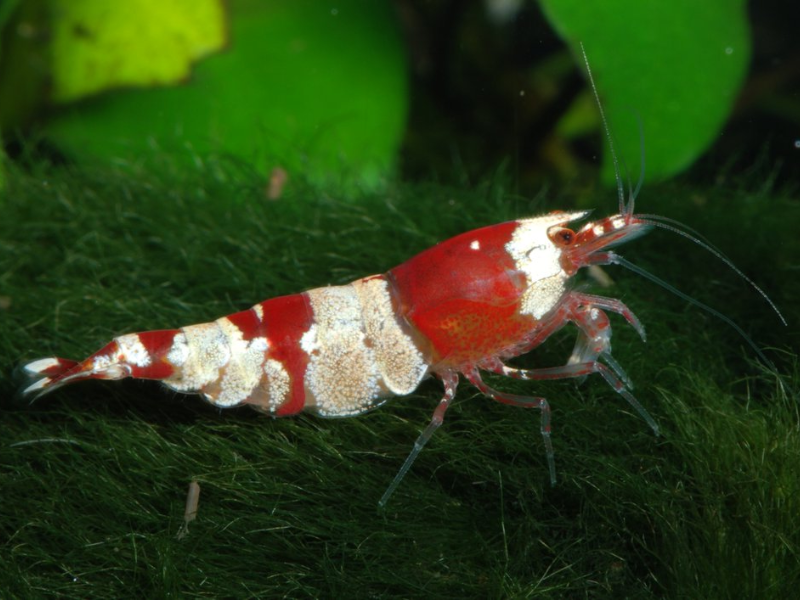 Image of Caridina logemanni Image of Caridina logemanni
