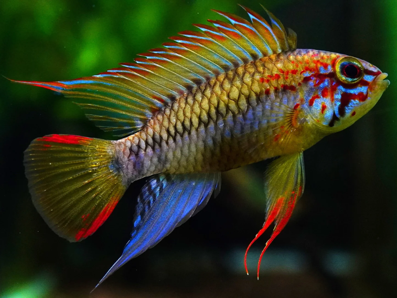 Apistogramma agassizii