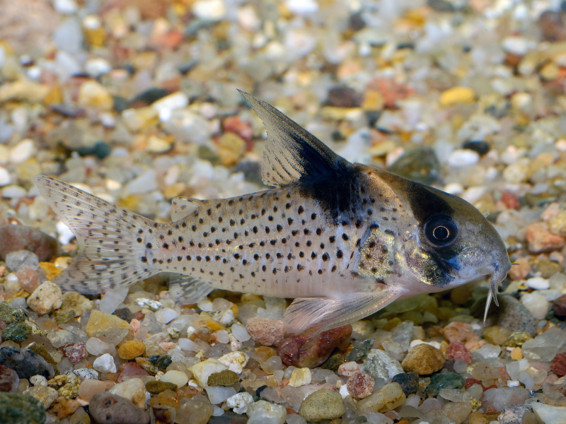 Hoplisoma melanistium Hoplisoma melanistium