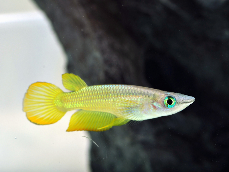 Striped Panchax Striped Panchax