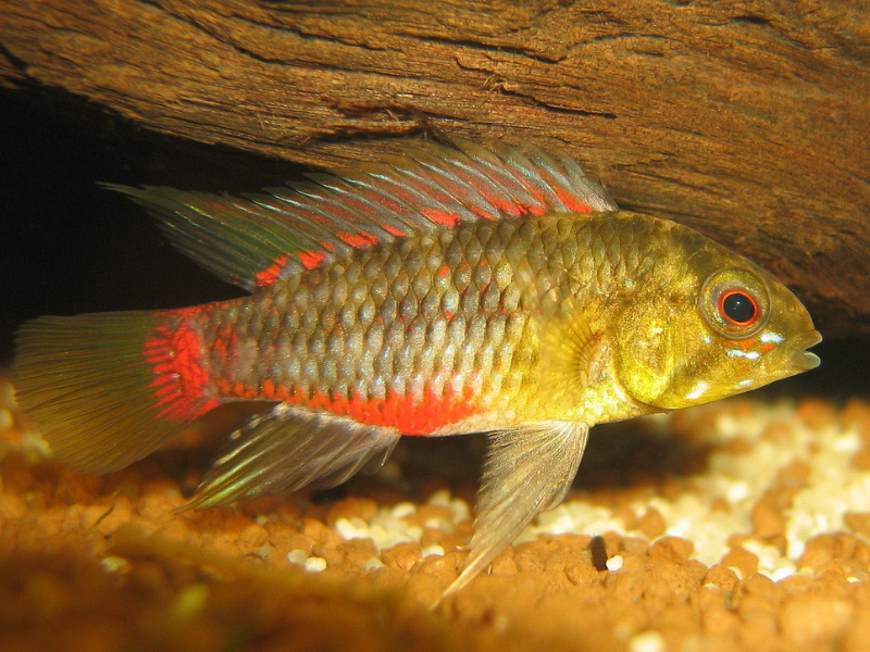 Apistogramma hongsloi