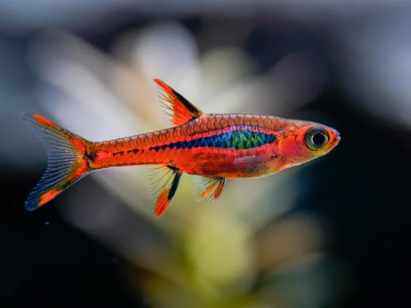 Boraras briggitae