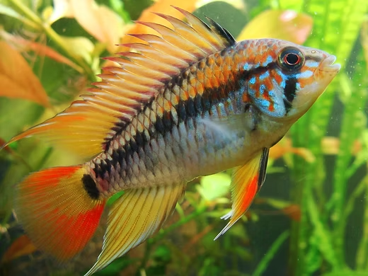 Apistogramma viejita