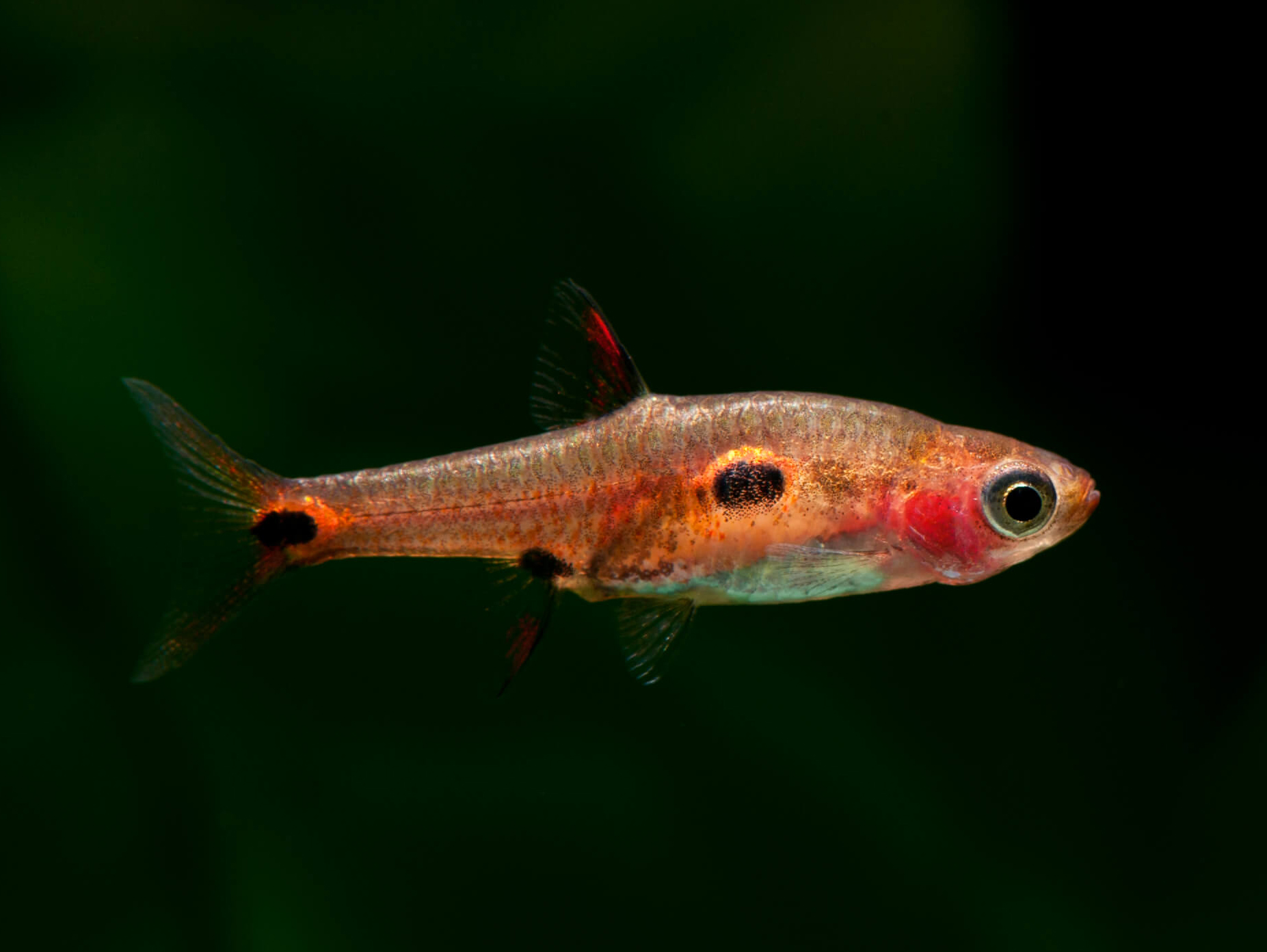 Boraras naevus