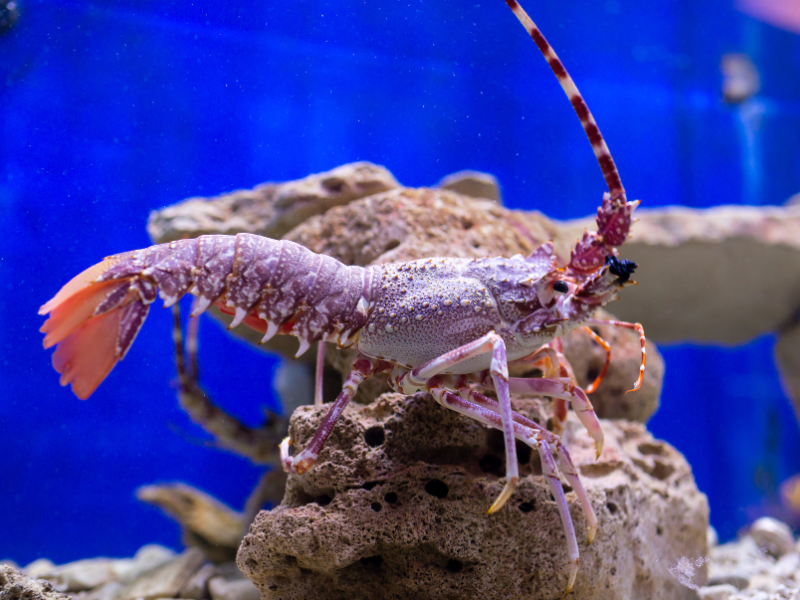 Image of Palinurus elephas Image of Palinurus elephas