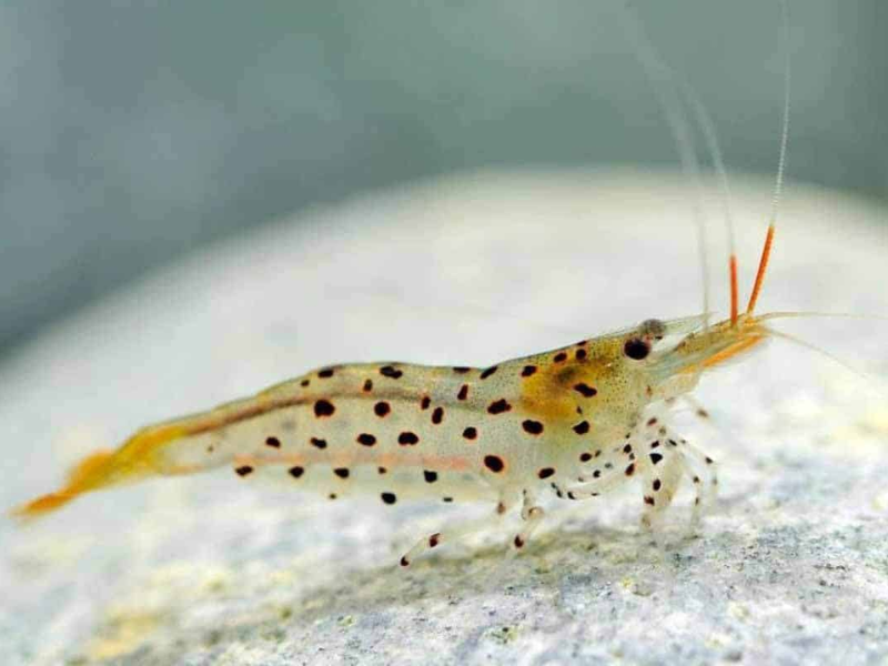 Caridina rubropunctata