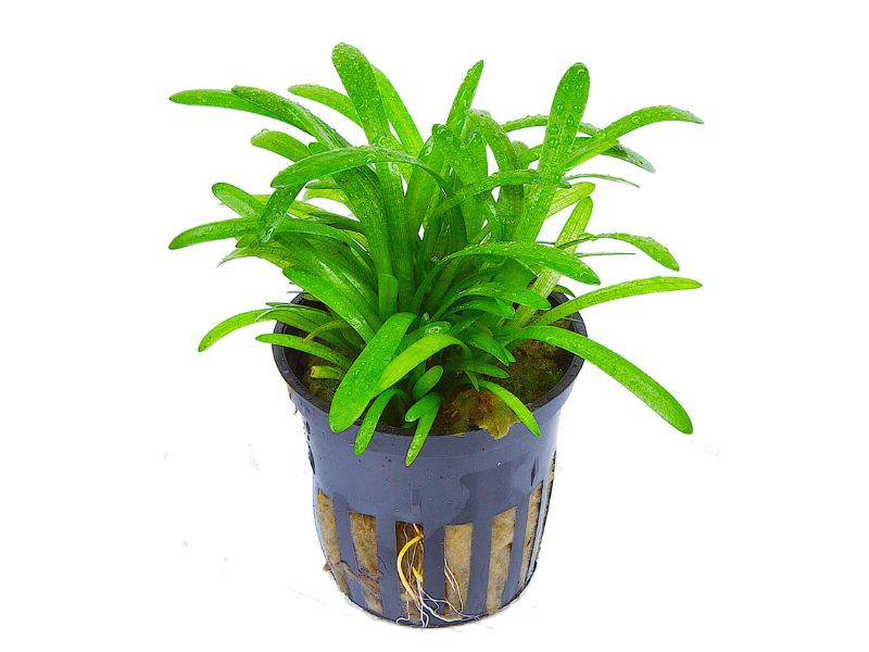 Image of Sagittaria subulata