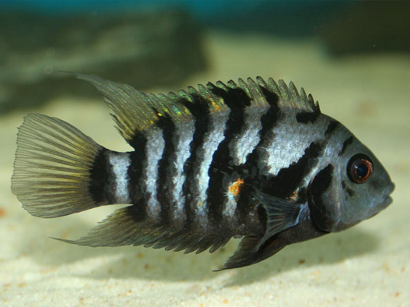Image of Amatitlania nigrofasiata Image of Amatitlania nigrofasiata