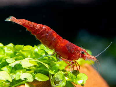 Image of Neocaridina davidi Image of Neocaridina davidi