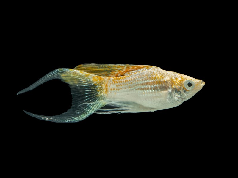 Poecilia latipinna