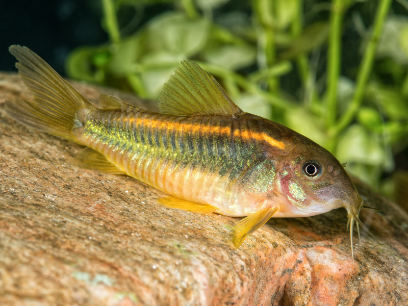 Osteogaster melanotaenia Osteogaster melanotaenia