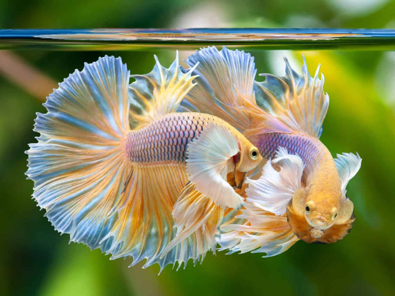 Dumbo