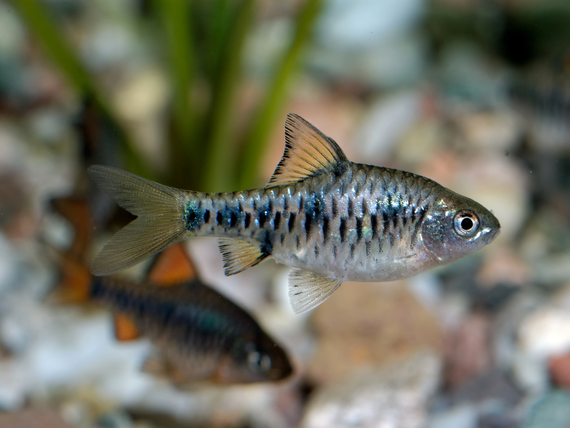 Image of Oliotius oligolepis Image of Oliotius oligolepis