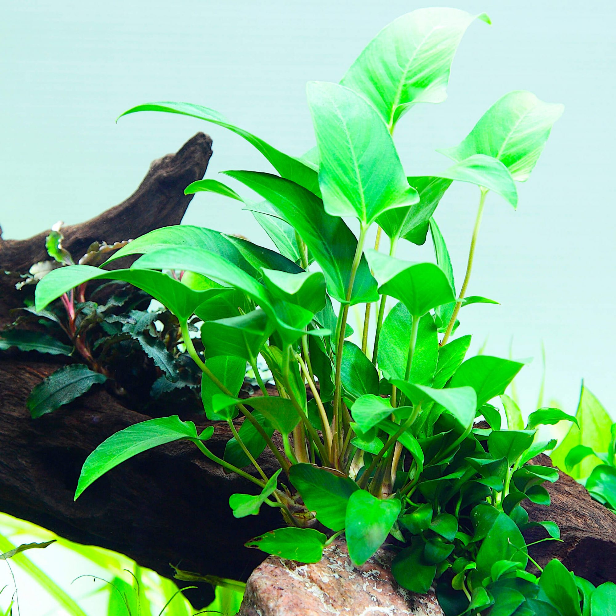 Image of Anubias gracilis Image of Anubias gracilis