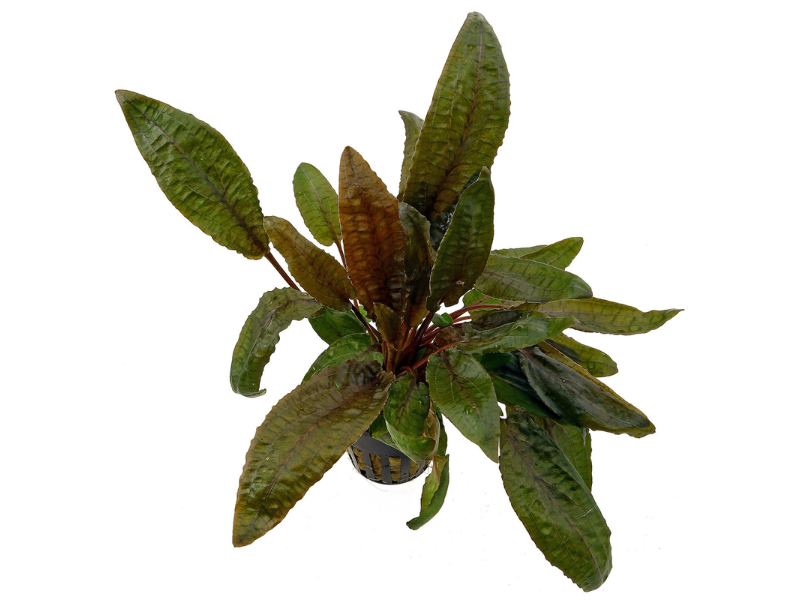 Image of Cryptocoryne wendtii Image of Cryptocoryne wendtii