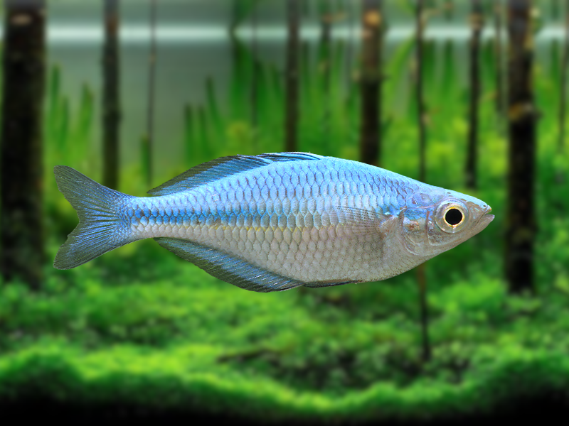 Melanotaenia lacustris