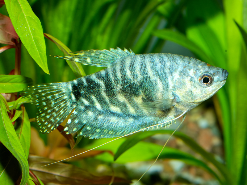 Three Spot Gourami Three Spot Gourami