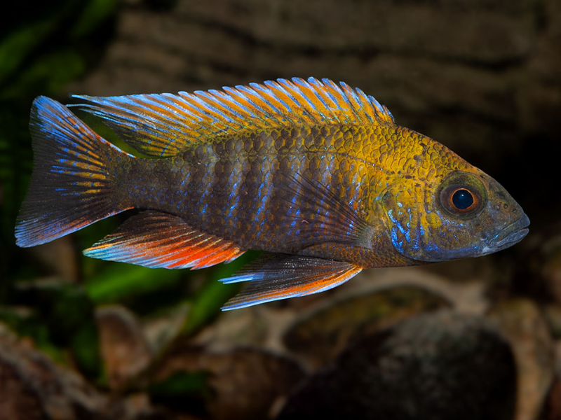 Image of Aulonocara jacobfreibergi Image of Aulonocara jacobfreibergi
