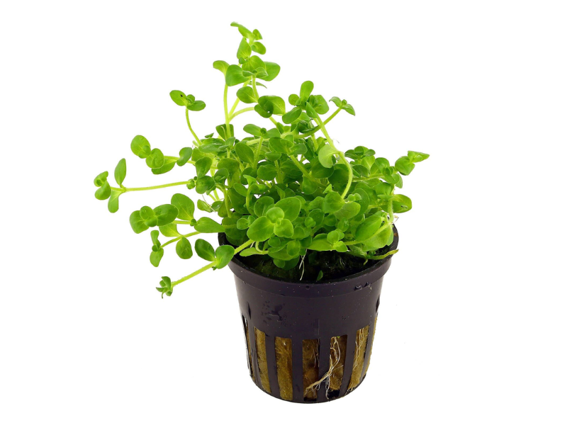 Image of Bacopa australis Image of Bacopa australis