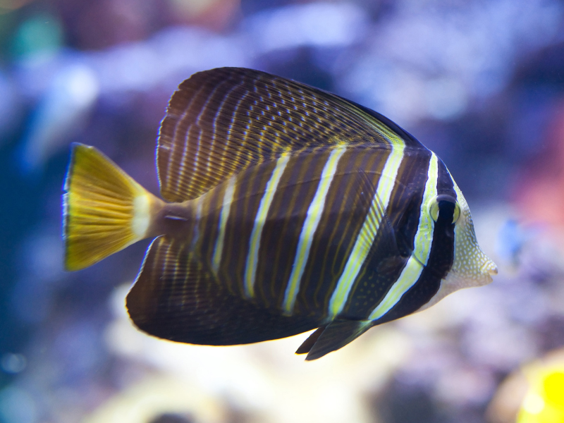 Image of Zebrasoma desjardinii Image of Zebrasoma desjardinii