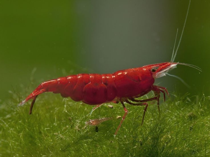 Neocaridina davidi
