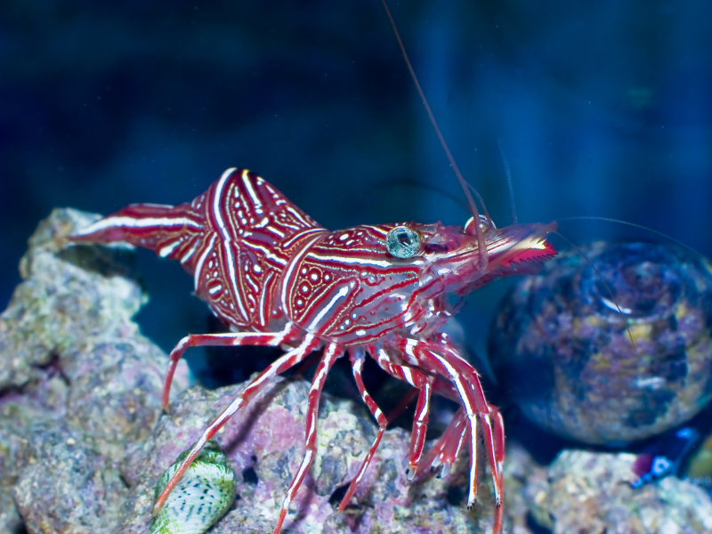 Image of Rhynchocinetes uritai Image of Rhynchocinetes uritai