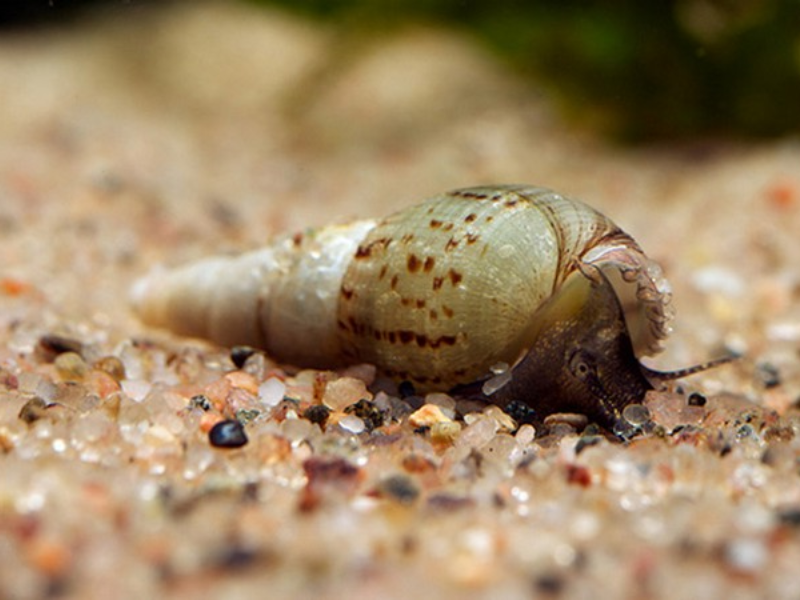 Malaysian Trumpet Snail Malaysian Trumpet Snail