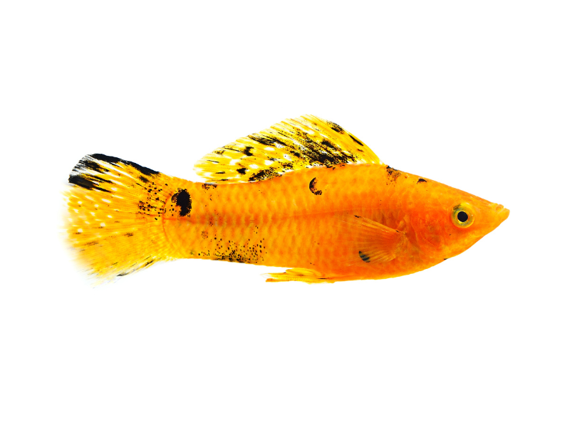 Poecilia velifera