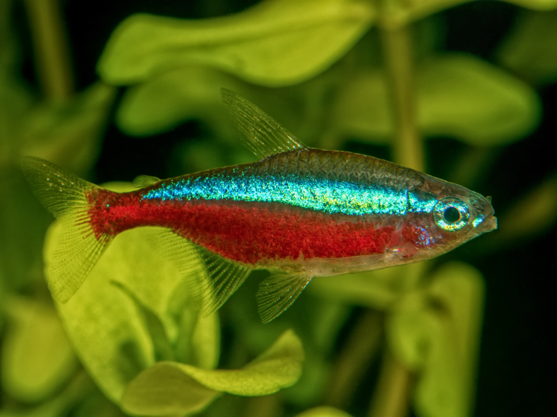 Paracheirodon axelrodi