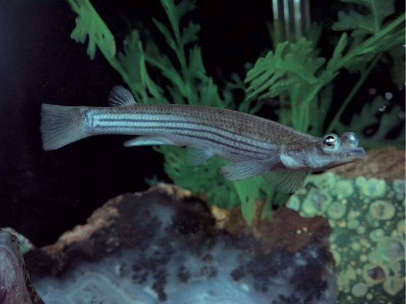 Largescale four-eyed fish Largescale four-eyed fish