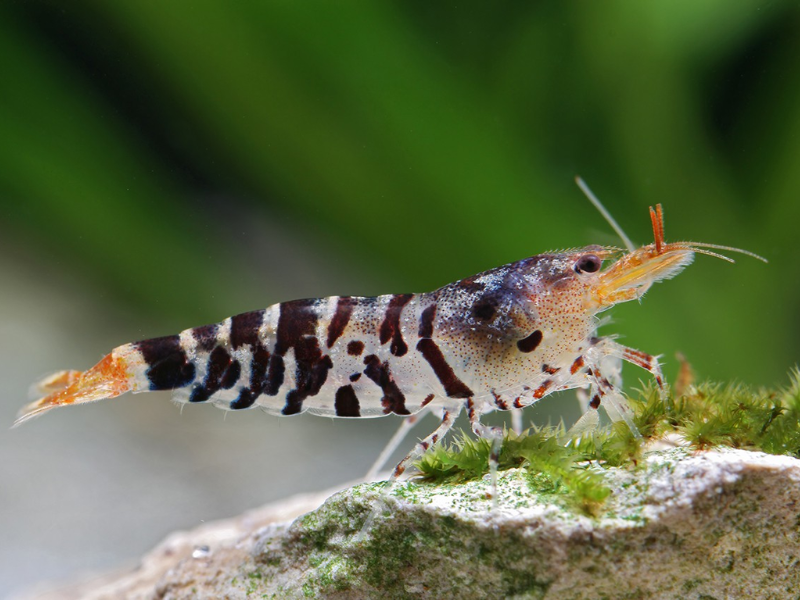 Image of Caridina mariae Image of Caridina mariae