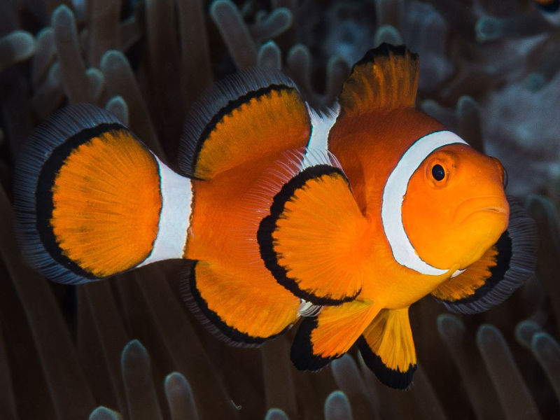 Nemo