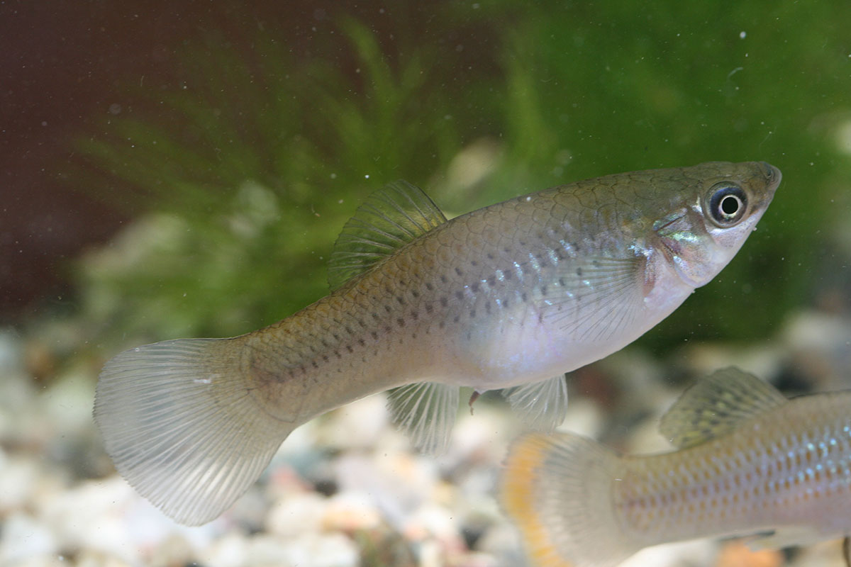Poecilia mexicana
