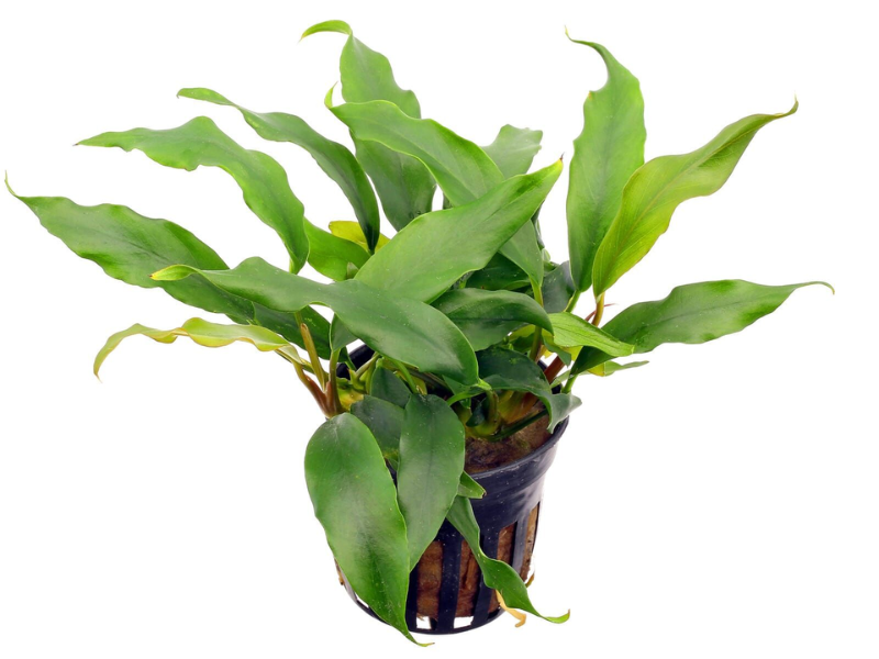 Image of Anubias minima