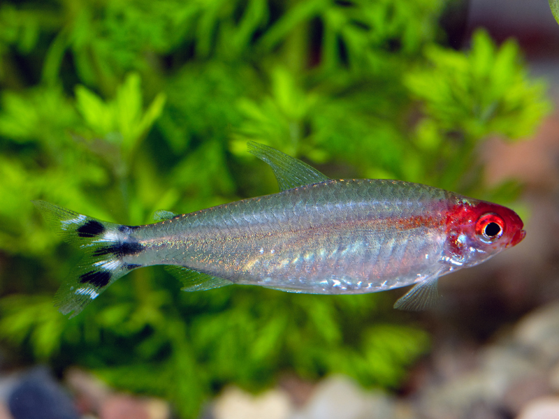 Petitella rhodostomus