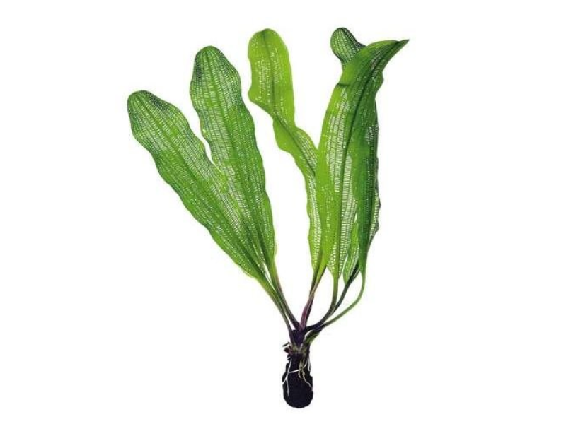 Aponogeton madagascariensis