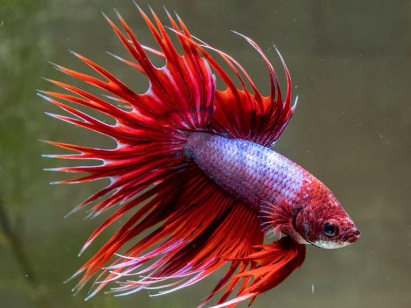 Crowntail