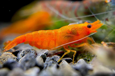 Orange Sakura