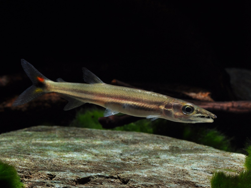 Image of Acestrorhynchus falcatus Image of Acestrorhynchus falcatus