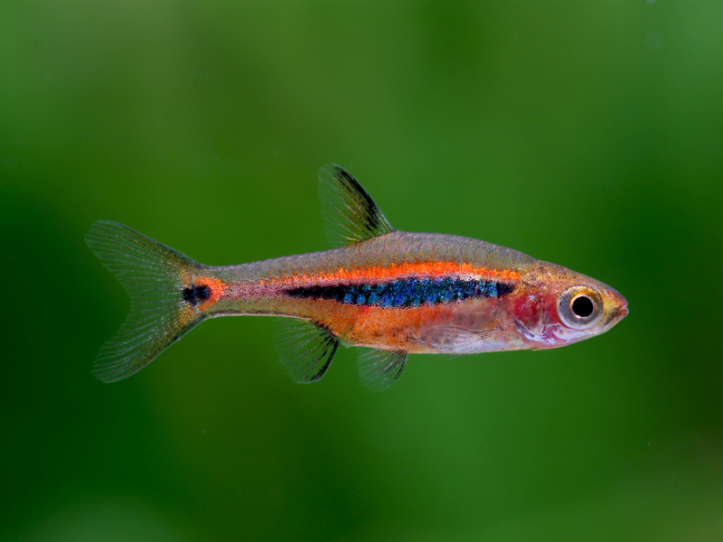 Image of Boraras urophthalmoides Image of Boraras urophthalmoides