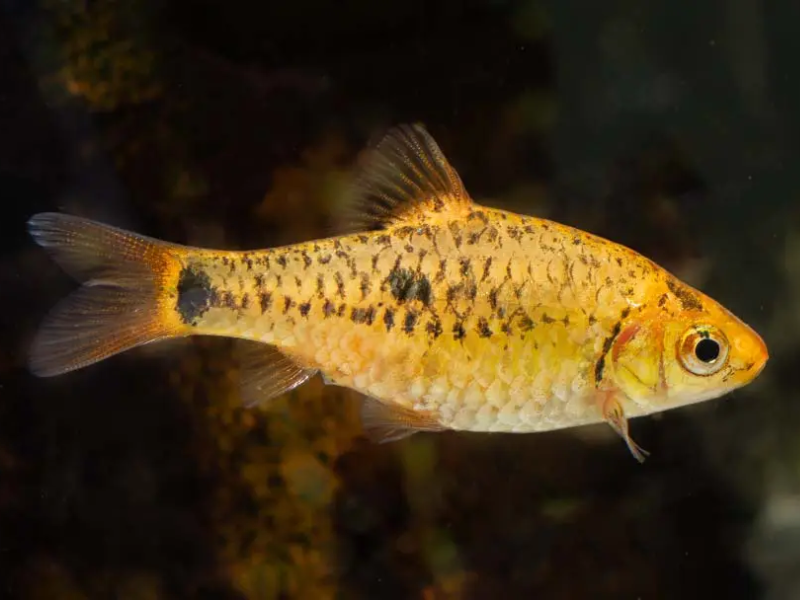 Image of Barbodes semifasciolatus Image of Barbodes semifasciolatus