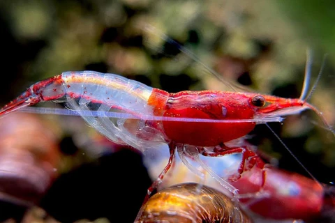Rili