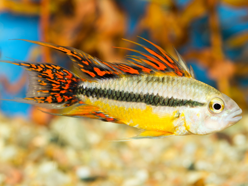 Cockatoo Dwarf Cichlid Cockatoo Dwarf Cichlid