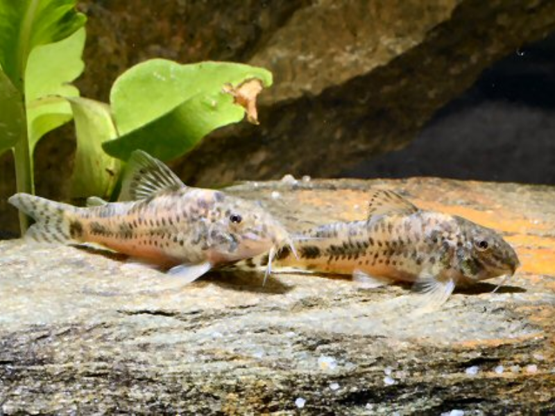 Image of Aspidoras rochai Image of Aspidoras rochai