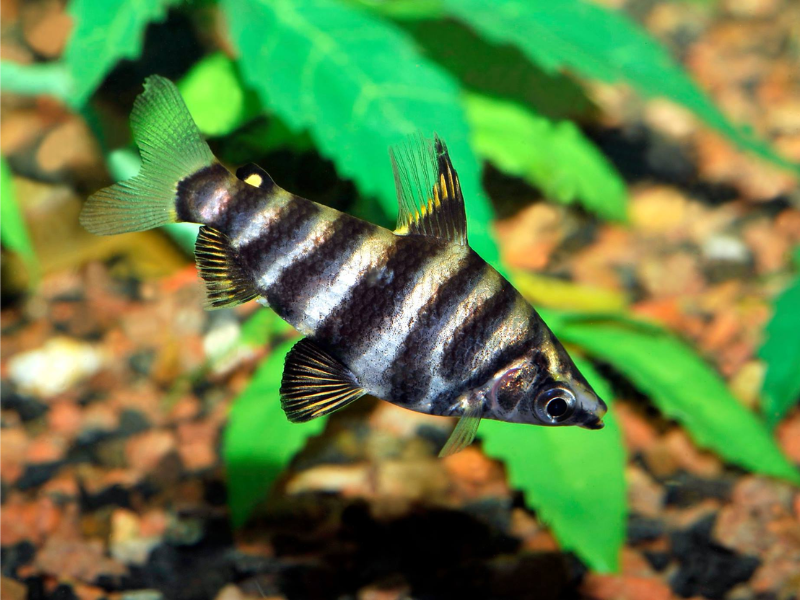 Image of Abramites hypselonotus Image of Abramites hypselonotus