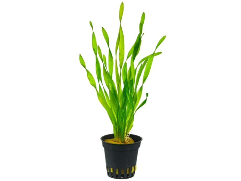 Vallisneria torta