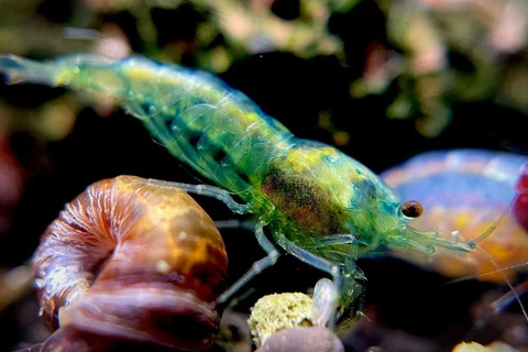 Green Jade