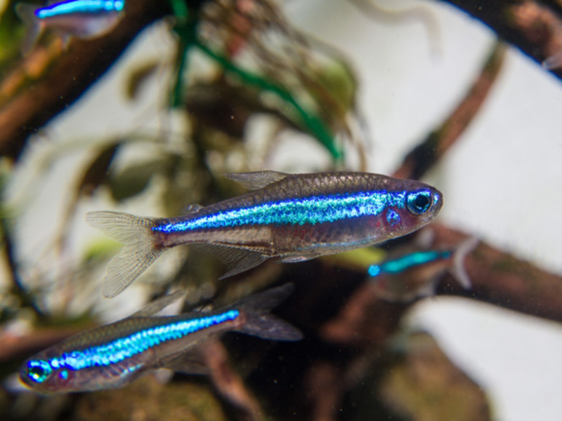 Image of Paracheirodon simulans