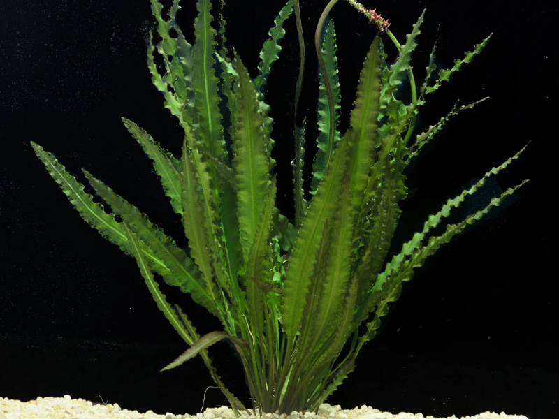 Aponogeton crispus