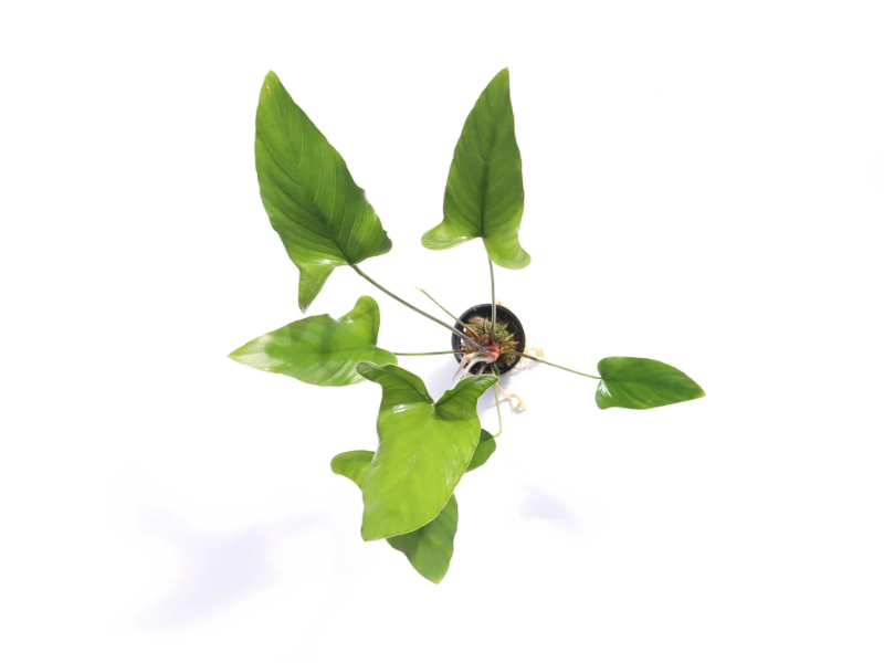 Anubias gigantea Anubias gigantea